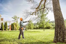 Best Hazardous Tree Removal  in Langdon, ND