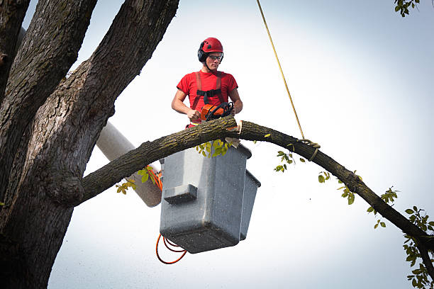 Best Tree Cabling and Bracing  in Langdon, ND